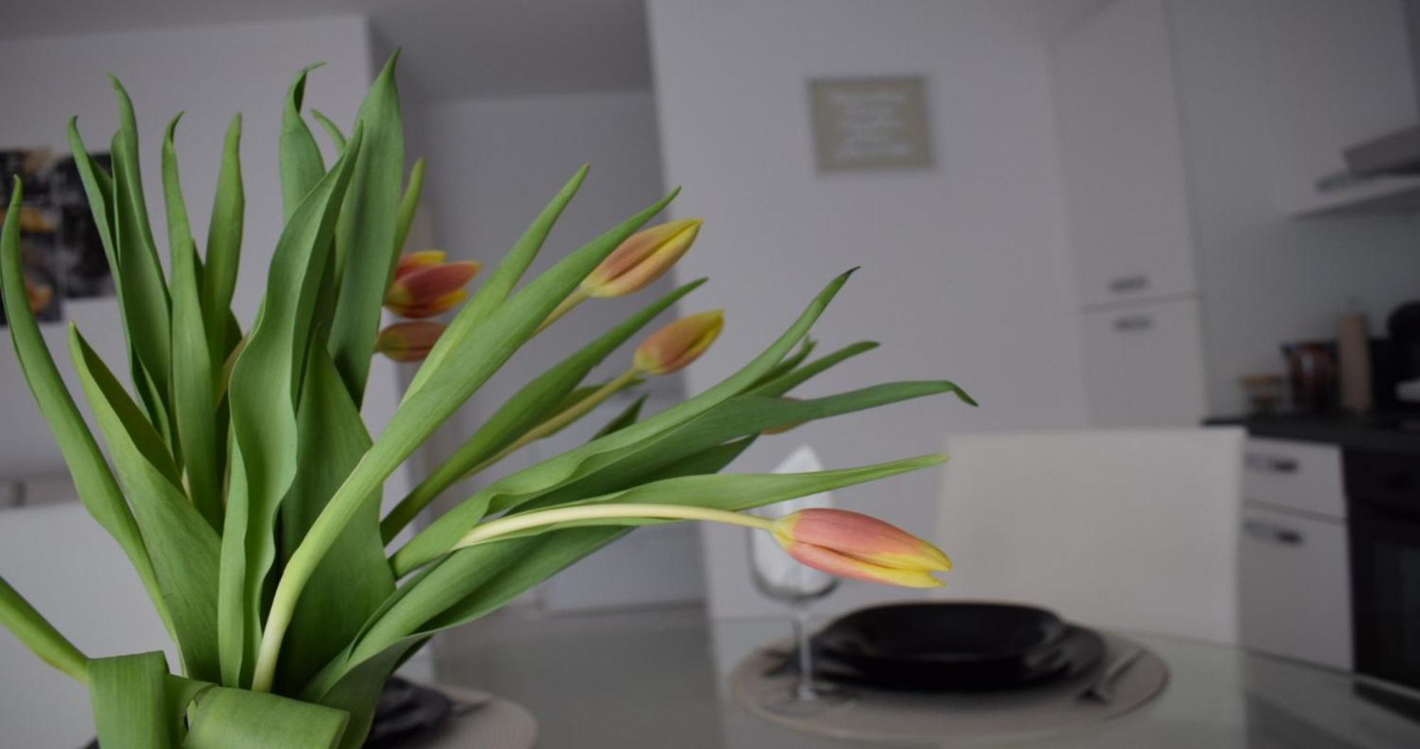 Apartmani Foresta Kras Kültér fotó